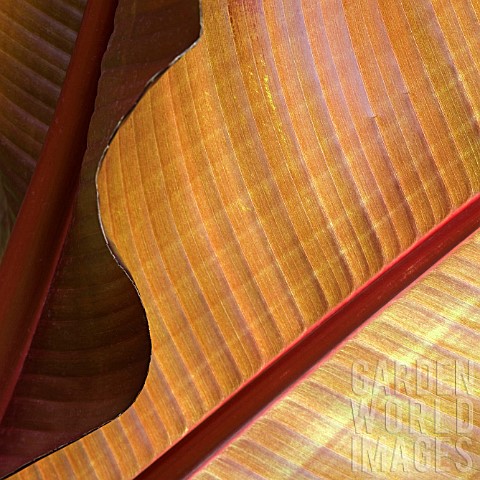 ABSTRACT_CLOSE_UP_OF_CANNA_LEAF