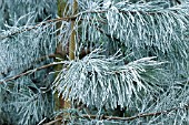 FROST COVERED PINE TREE NEEDLES