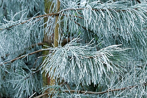 FROST_COVERED_PINE_TREE_NEEDLES