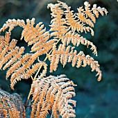 FROSTED FERN IN AUTUMN