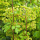 Euphorbia × martinii
