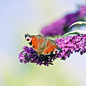 PEACOCK BUTTERFLY ON BUDDLEIA