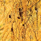 Larix Decidua common European Larch tree