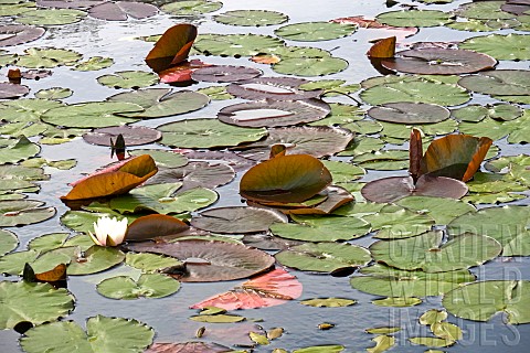 Pond_in_light_woodland_in_late_spring_with_emerging_water_lily_flowers