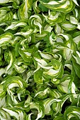 Curly leafed variegated Hosta  Plantain Lily