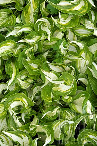 Curly_leafed_variegated_Hosta__Plantain_Lily