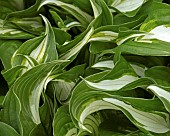 Curly leafed variegated Hosta Plantain Lily