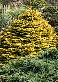 Abies concolor Winter Gold