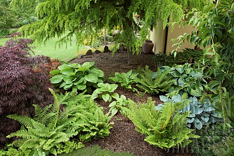 Hostas_and_Ferns_in_borders_with_mature_trees_and_shrubs_in_June_Early_Summer_in_John_Masseys_Garden