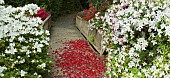 Red Rhododendron petals fallen on path over wooden bridge with white Rhododendron either side in early June