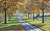 Avenue of trees in glorious Autumn colour at Batsford Arboretum, Batsford, Moreton in the Marsh, Gloucestershire, England,