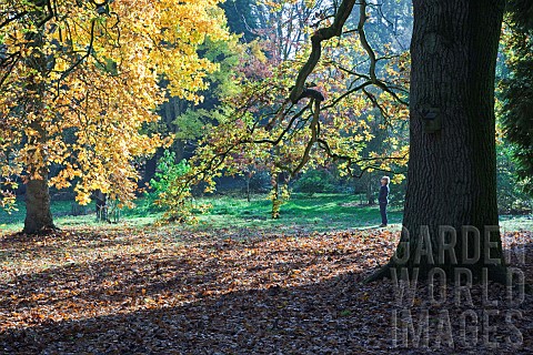 Autumn_colour_at_Batsford_Arboretum_Batsford_Moreton_in_the_Marsh_Gloucestershire_England_United_Kin