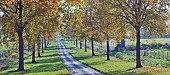 Avenue of trees in glorious Autumn colour at Batsford Arboretum, Batsford, Moreton in the Marsh, Gloucestershire, England, United Kingdom, UK, Europe