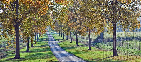 Avenue_of_trees_in_glorious_Autumn_colour_at_Batsford_Arboretum_Batsford_Moreton_in_the_Marsh_Glouce