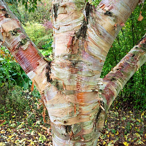 Detail_of_trunk_and_bark_of_deciduous_Birch__Betula_utilis_subsp_albosinensis