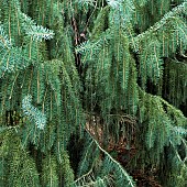 Picea Breweriana Brewers Weeping Spruce