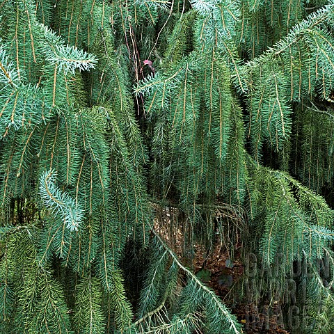 Picea_Breweriana_Brewers_Weeping_Spruce