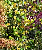 Cercis Canadensis Hearts of Gold Eastern Redbud