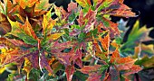 Foliage very fine cut leaves of Red Oak changing colour in Autumn in woodland garden