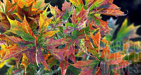 Foliage_very_fine_cut_leaves_of_Red_Oak_changing_colour_in_Autumn_in_woodland_garden