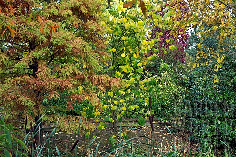 Autumn_colour_of_Metasequoia_Glyptostroboides_Goldrush_and__Cercis_Canadensis_Hearts_of_Gold_Woodlan