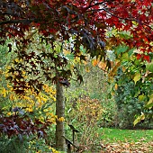 Mature trees and shrubs in Autumn