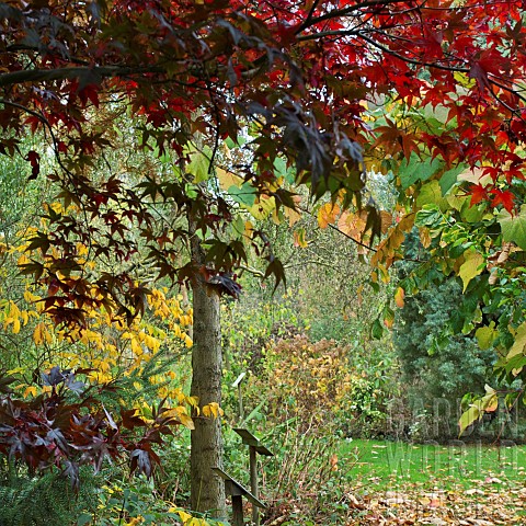 Mature_trees_and_shrubs_in_Autumn