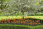 Spring blossom underplanted with orange Tulips, enclosed by Box hedging