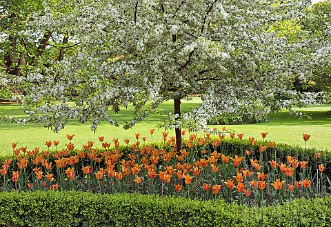 Spring_blossom_underplanted_with_orange_Tulips_enclosed_by_Box_hedging