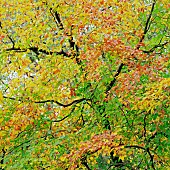 Beech tree canopy with beautiful leaves of copper bronze, yellow and gold in Autumn deciduous woodland on Cannock Chase