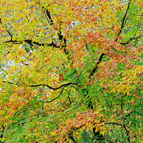 Beech_tree_canopy_with_beautiful_leaves_of_copper_bronze_yellow_and_gold_in_Autumn_deciduous_woodlan