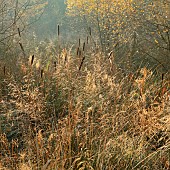 Bull rushes, reeds, and golden wild grass in autumn