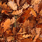 Oak tree Leaves