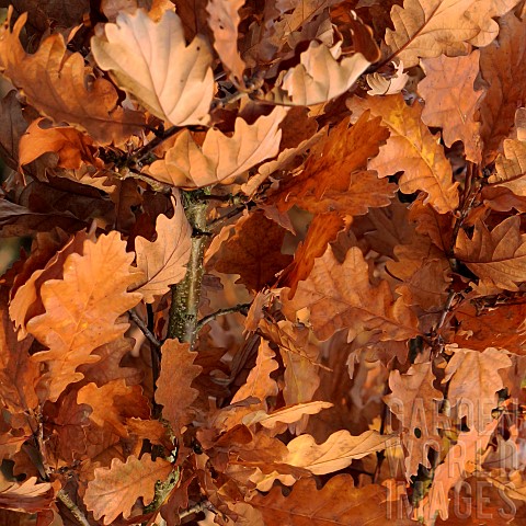 Oak_tree_Leaves