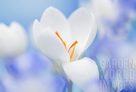 Plant_portrait_close_up_study_of_White_Crocus_flower_detail