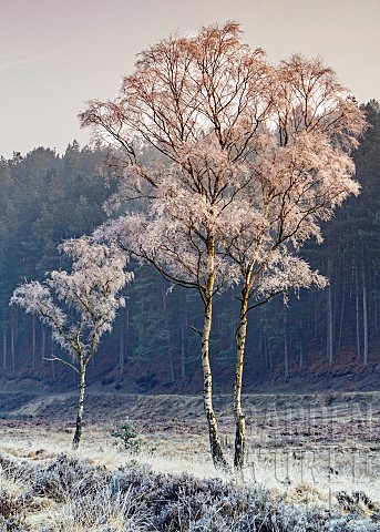 Severe_frost_clings_to_Siver_birch_tree_in_early_winter_on_Cannock_Chase_AONB_area_of_outstanding_na