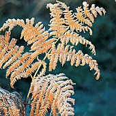Frosted Fern in Autumn Cannock Chase AONB (area of outstanding natural beauty) in Staffordshire England UK
