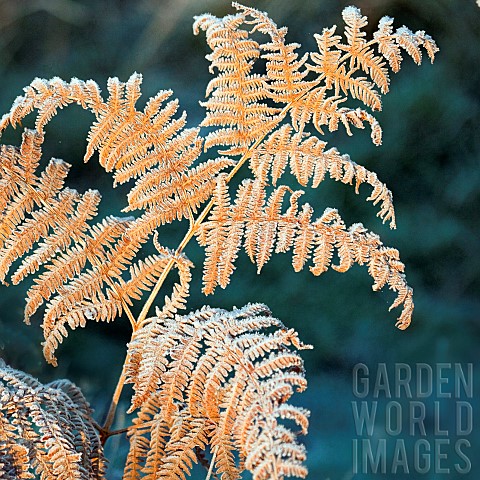 Frosted_Fern_in_Autumn_Cannock_Chase_AONB_area_of_outstanding_natural_beauty_in_Staffordshire_Englan