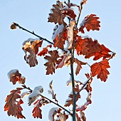 Red Oak Leaves