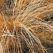 Golden grass in mid-winter, Sherbrook Valley, Cannock Chase Country Park AONB (area of outstanding natural beauty) in Staffordshire England UK