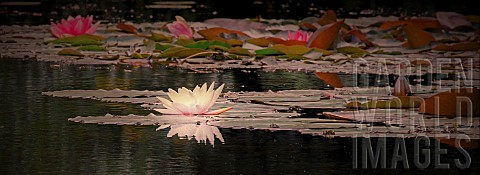 Nymphaea_water_lily
