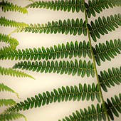 Abstract impression of wild fern foliage
