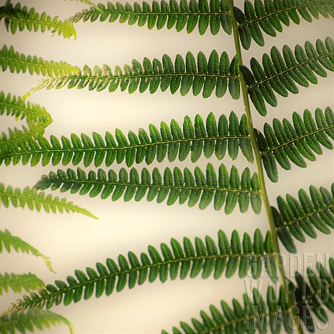 Abstract_impression_of_wild_fern_foliage