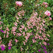 A plant lovers cottage garden colour combinations of pink roses and penstemon