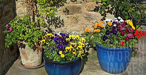 Blue_ceramic_containers_with_various_striking_coloured_flowering_Pansy