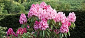 Woodland Rhododendron  Doc 