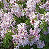 Woodland a large evergreen shrub Rhododendron white flowers with yellow basal marking petals flushed pink