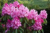 Woodland Rhododendron  Doc 