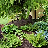 Hostas and Ferns in borders with mature coniferous tree