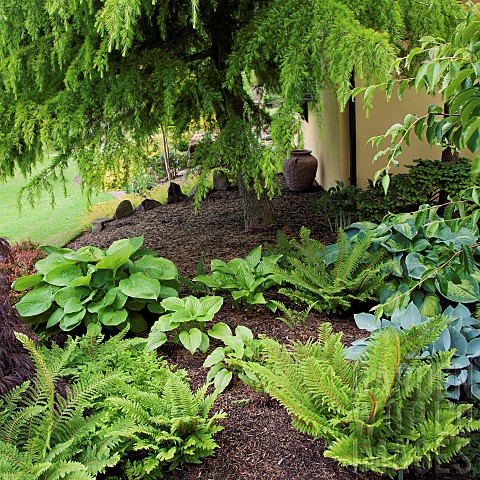 Hostas_and_Ferns_in_borders_with_mature_coniferous_tree